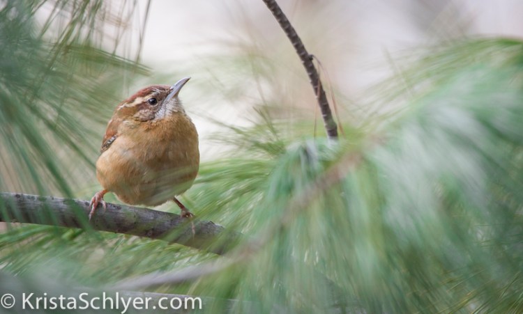 Anacostia 1-2014-7930