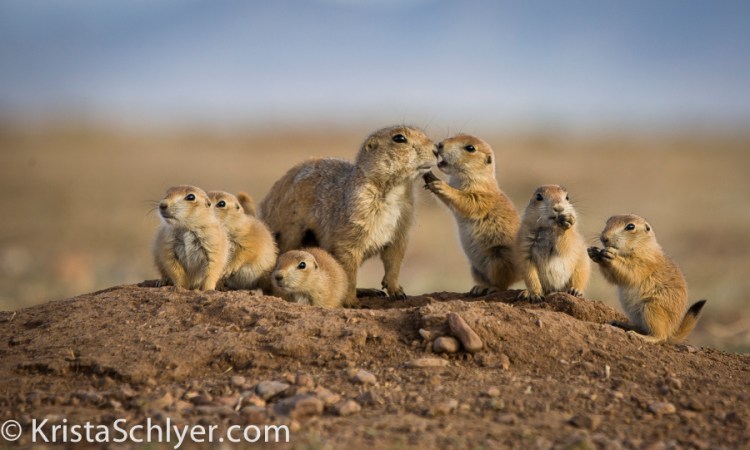 Prairie dog family in northern Chihuahua Mexico.