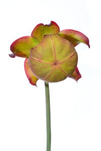 The flower of a white-fringed pitcher plant, Alabama. (c) Krista Schlyer