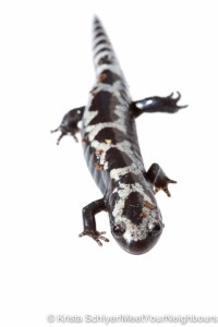 Marbled salamander