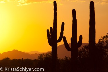 Sonoran Desert National Monument