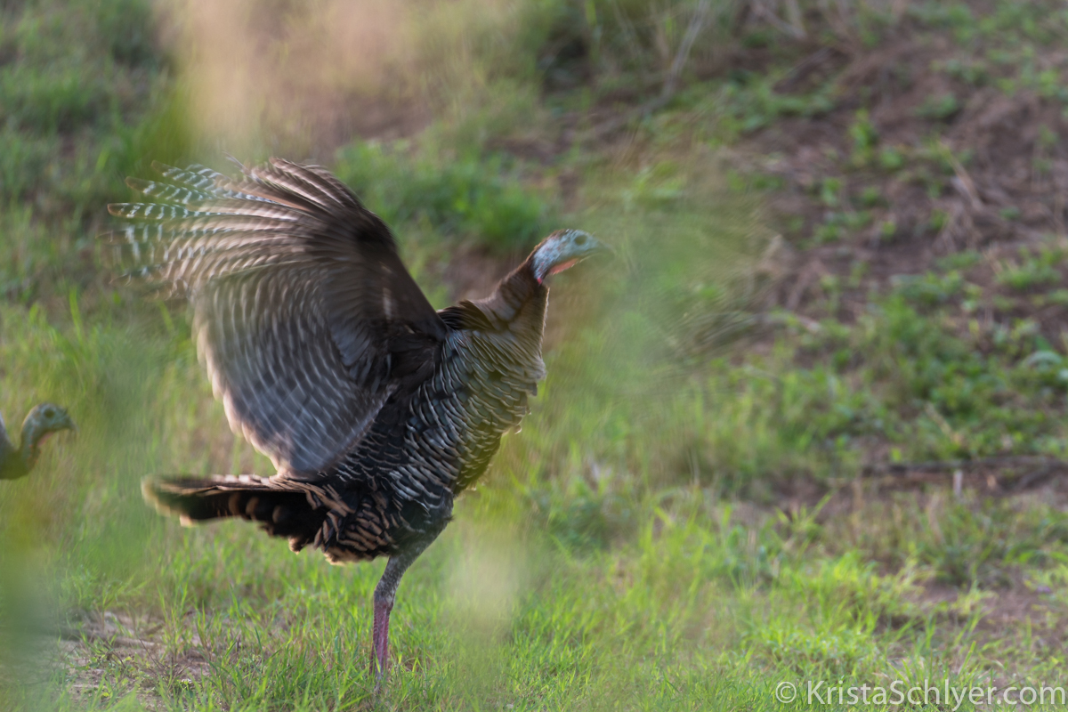 (c)Krista_Schlyer-01645