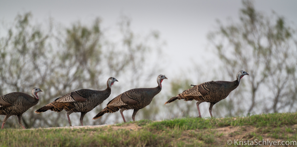 (c)Krista_Schlyer-01671