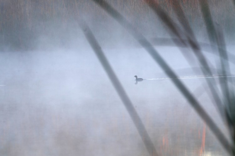 (c)Krista_Schlyer border-02342