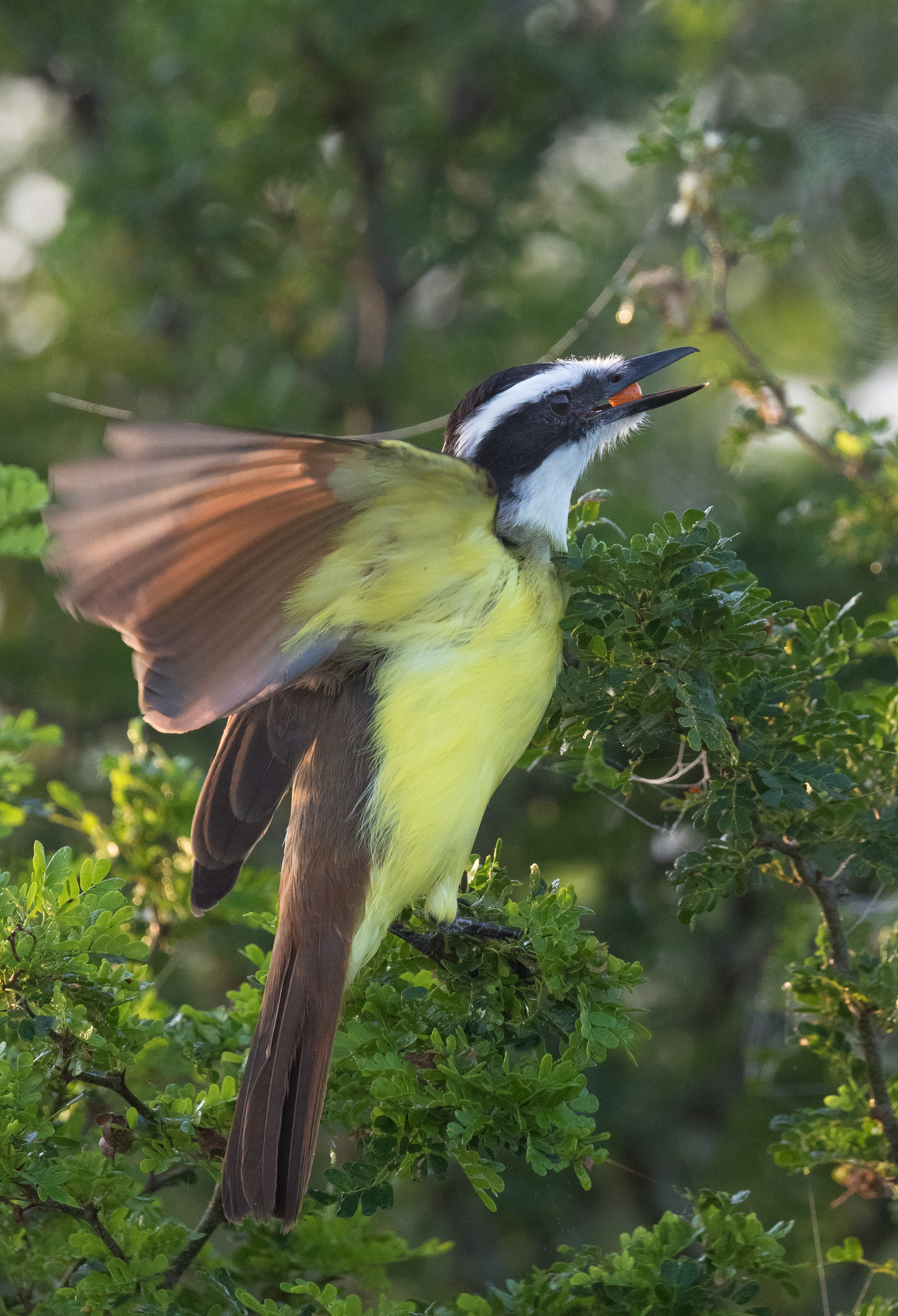 Great kiskadee with a granjeno berry
