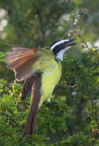 Great kiskadee with a granjeno berry