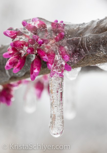 Anacostia 3-15-17-3061