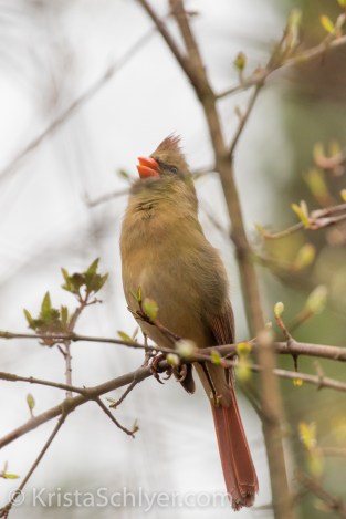 Anacostia 3-30-17-0097