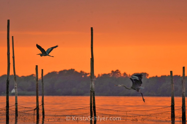 (c)Krista_Schlyer_-04872