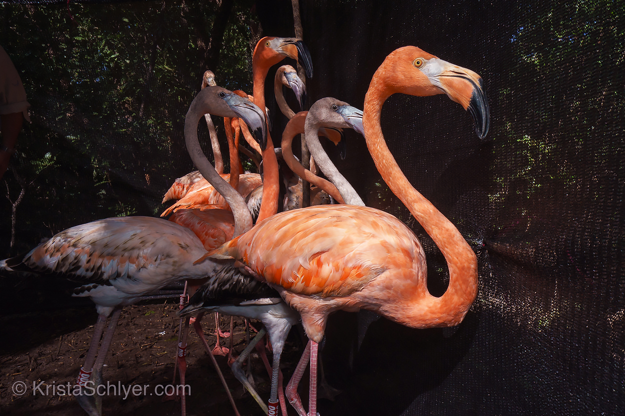 dominican-republic-1-31-2023-